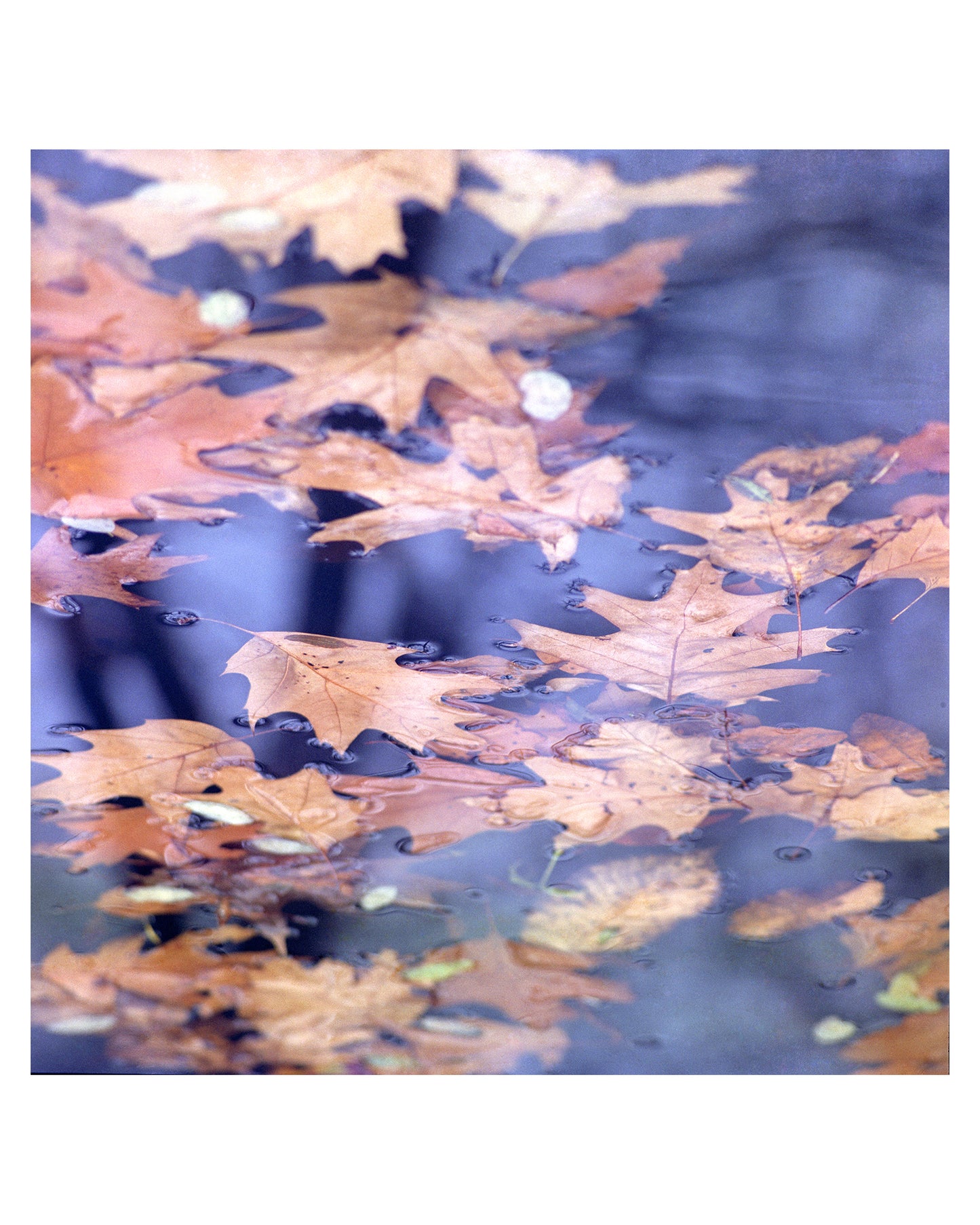 Maple leaves- ‘Immortal beauty maple leaves’